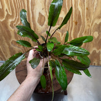 Scapeshop.com.au One Only Cryptocoryne Wendtii Broadleaf Advanced Multi-planted Pot - one only - B Cryptocoryne Wendtii Broadleaf Advanced Multi-planted Pot - one only - B