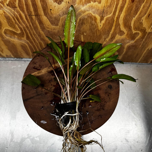 Scapeshop.com.au One Only Cryptocoryne Wendtii Broadleaf Advanced Multi-planted Pot - one only - B Cryptocoryne Wendtii Broadleaf Advanced Multi-planted Pot - one only - B