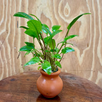 Scapeshop.com.au One Only Cryptocoryne Wendtii Broadleaf Vase Urn - One only B Cryptocoryne Wendtii Broadleaf Vase Urn - One only B