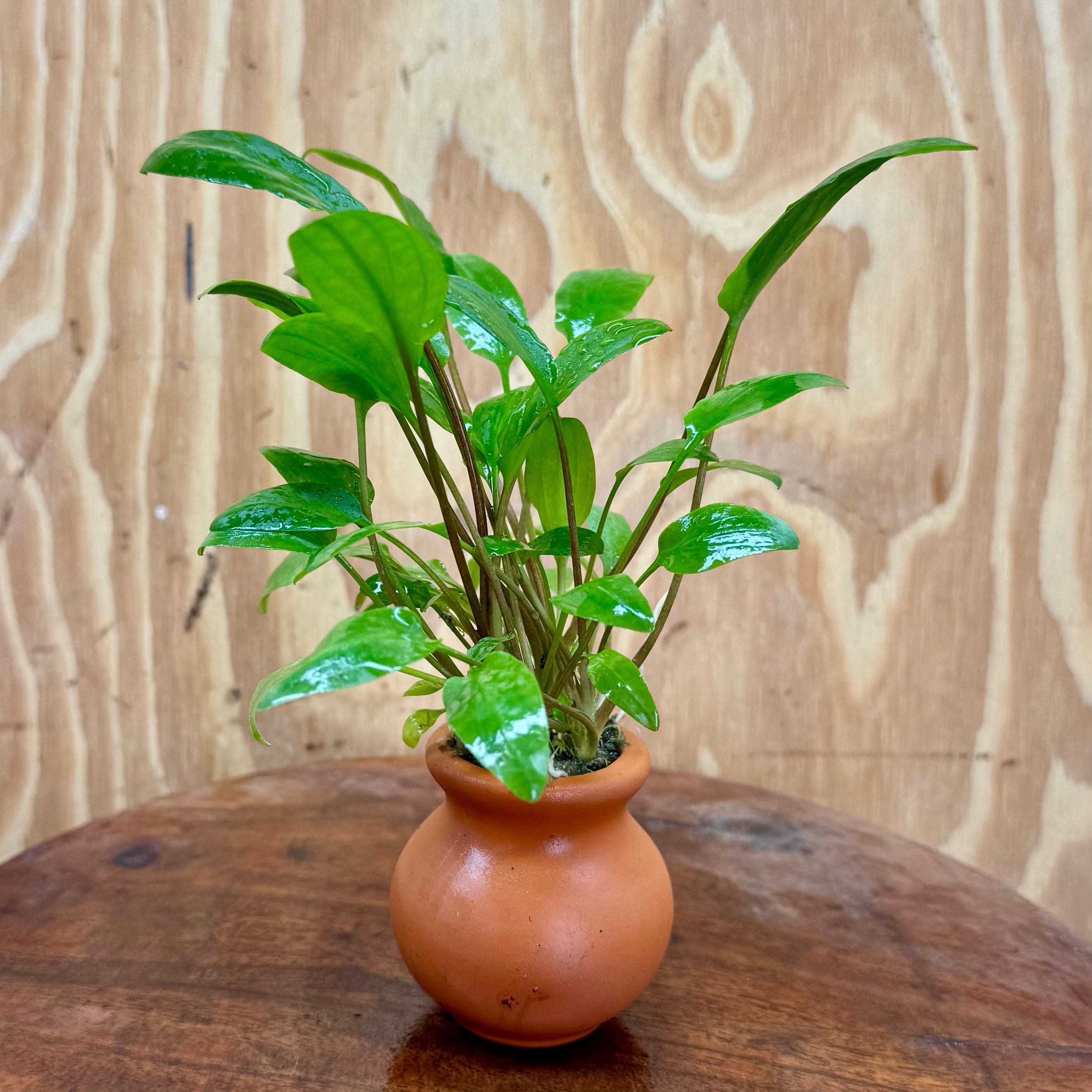 Scapeshop.com.au One Only Cryptocoryne Wendtii Broadleaf Vase Urn - One only B Cryptocoryne Wendtii Broadleaf Vase Urn - One only B