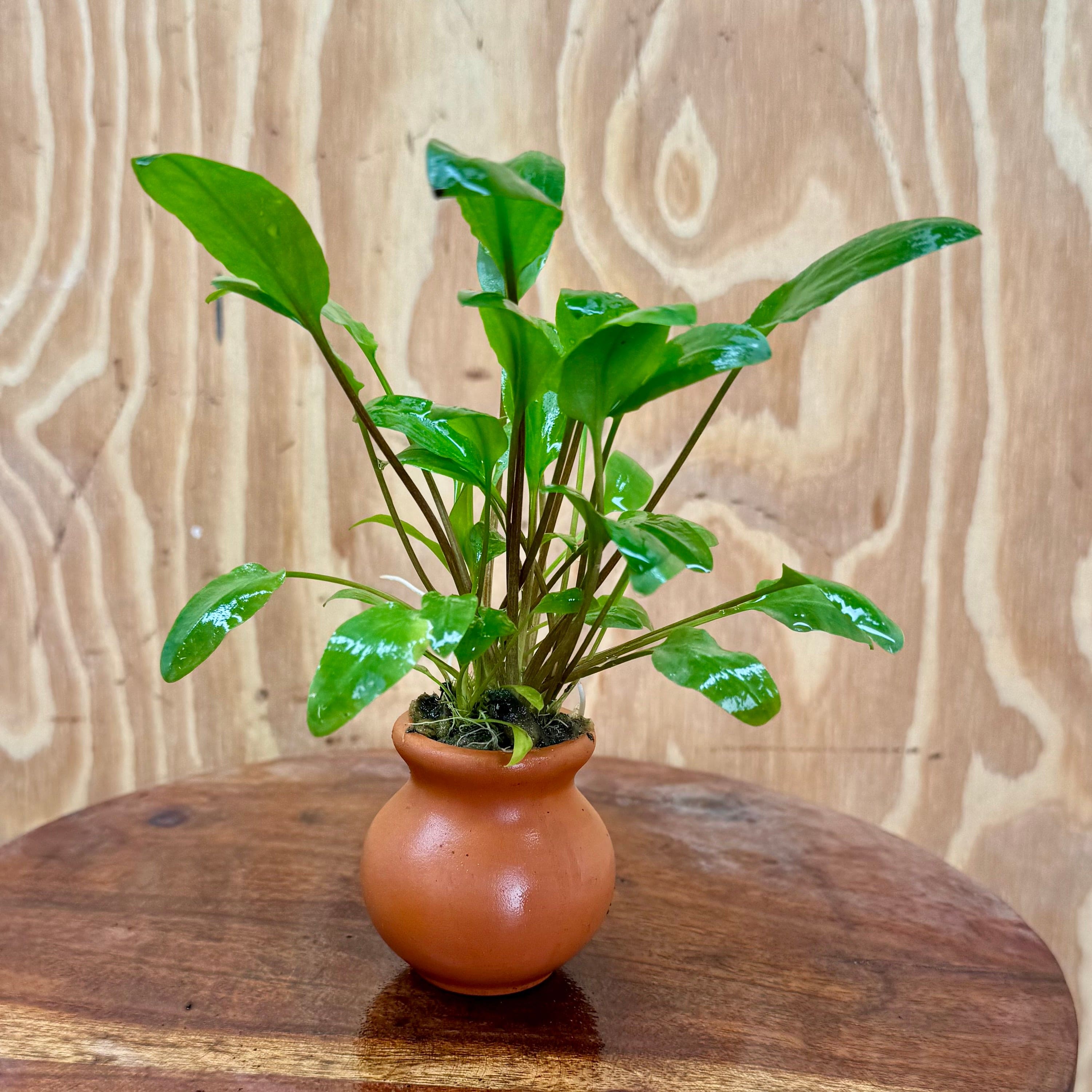 Scapeshop.com.au One Only Cryptocoryne Wendtii Broadleaf Vase Urn - One only B Cryptocoryne Wendtii Broadleaf Vase Urn - One only B