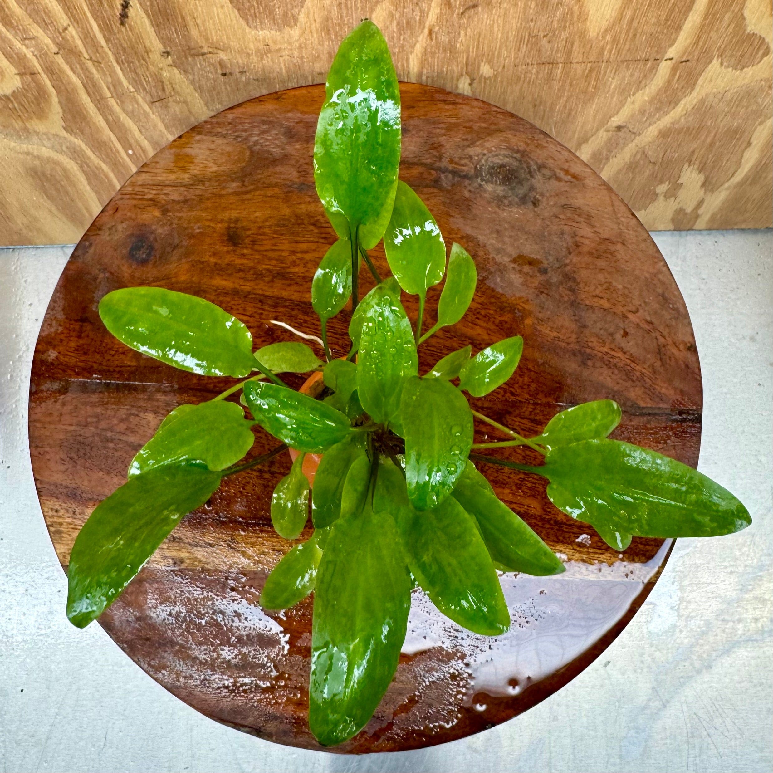 Scapeshop.com.au One Only Cryptocoryne Wendtii Broadleaf Vase Urn - One only B Cryptocoryne Wendtii Broadleaf Vase Urn - One only B