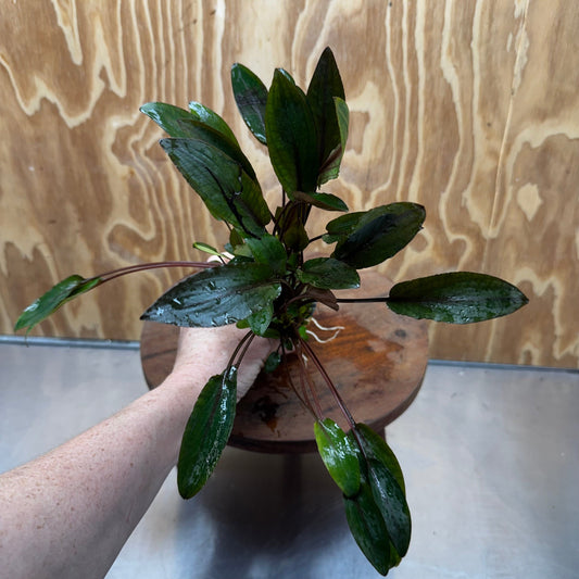 Scapeshop.com.au One Only Cryptocoryne Wendtii Brown - Advanced, Multi-planted 5cm Pot - One Only Cryptocoryne Wendtii Brown - Advanced, Multi-planted 5cm Pot Rare