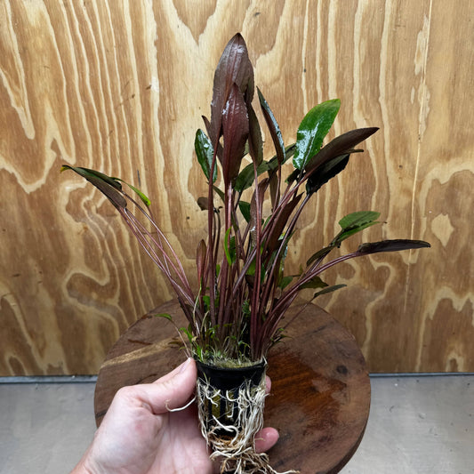 Scapeshop.com.au One Only Cryptocoryne Wendtii Brown - Advanced, Multi-planted 5cm Pot - One Only Cryptocoryne Wendtii Brown - Advanced, Multi-planted 5cm Pot Rare