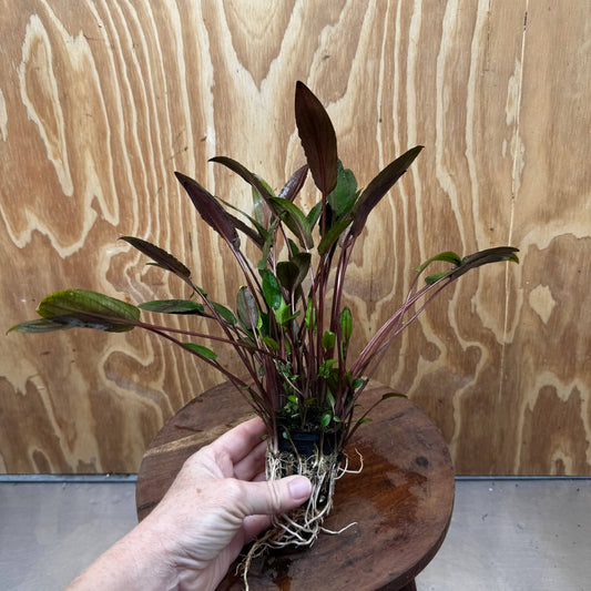 Scapeshop.com.au One Only Cryptocoryne Wendtii Brown - Advanced, Multi-planted 5cm Pot - One Only Cryptocoryne Wendtii Brown - Advanced, Multi-planted 5cm Pot Rare