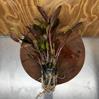 Scapeshop.com.au One Only Cryptocoryne Wendtii Brown - Advanced, Multi-planted 5cm Pot - One Only Cryptocoryne Wendtii Brown - Advanced, Multi-planted 5cm Pot Rare