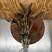 Scapeshop.com.au One Only Cryptocoryne Wendtii Brown - Advanced, Multi-planted 5cm Pot - One Only Cryptocoryne Wendtii Brown - Advanced, Multi-planted 5cm Pot Rare