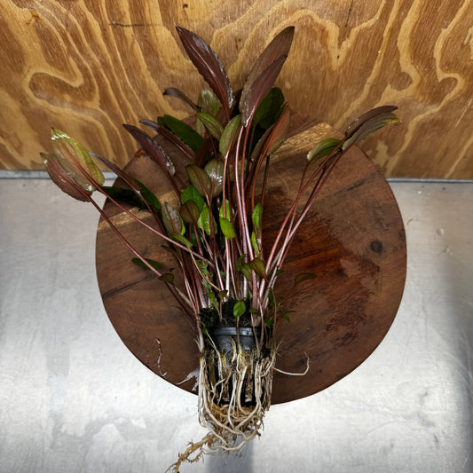 Scapeshop.com.au One Only Cryptocoryne Wendtii Brown - Advanced, Multi-planted 5cm Pot - One Only Cryptocoryne Wendtii Brown - Advanced, Multi-planted 5cm Pot Rare