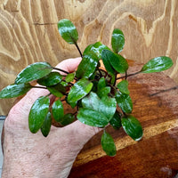 Scapeshop.com.au One Only Cryptocoryne Wendtii Brown Vase Urn - One Only Cryptocoryne Wendtii Brown Vase Urn - One Only