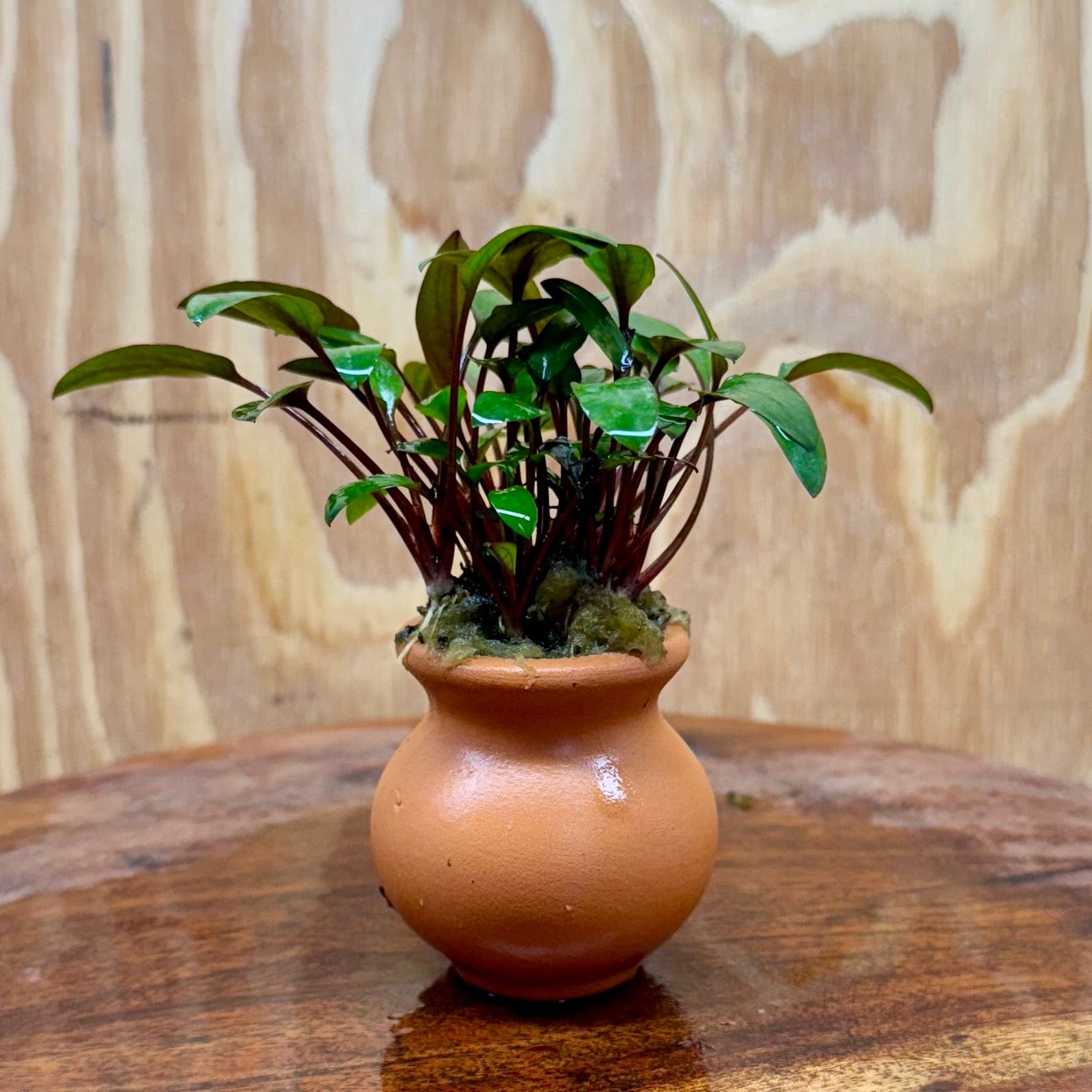 Scapeshop.com.au One Only Cryptocoryne Wendtii Brown Vase Urn - One Only Cryptocoryne Wendtii Brown Vase Urn - One Only