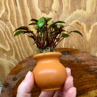 Scapeshop.com.au One Only Cryptocoryne Wendtii Brown Vase Urn - One Only Cryptocoryne Wendtii Brown Vase Urn - One Only