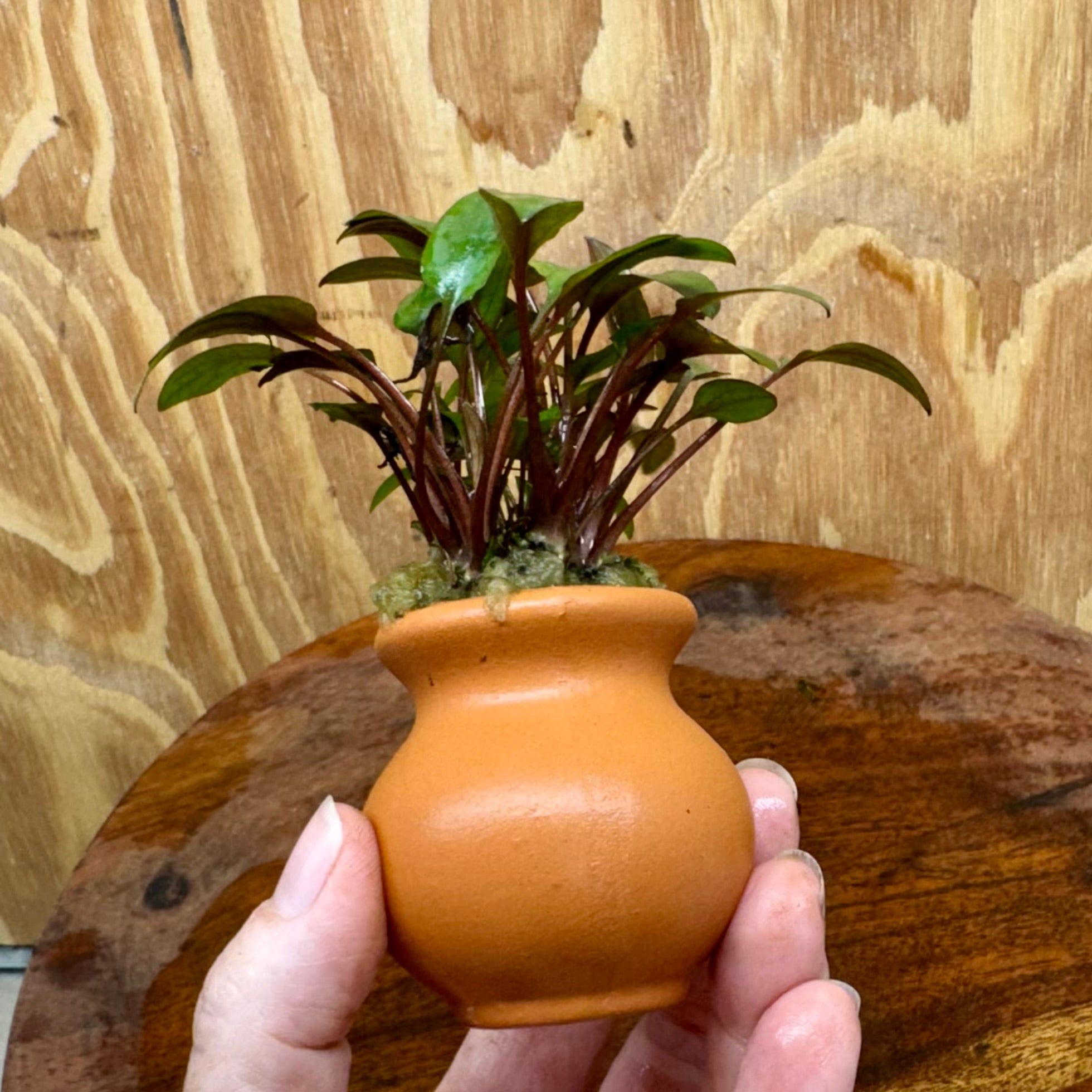 Scapeshop.com.au One Only Cryptocoryne Wendtii Brown Vase Urn - One Only Cryptocoryne Wendtii Brown Vase Urn - One Only
