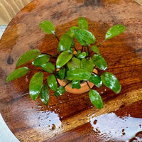 Scapeshop.com.au One Only Cryptocoryne Wendtii Brown Vase Urn - One Only Cryptocoryne Wendtii Brown Vase Urn - One Only