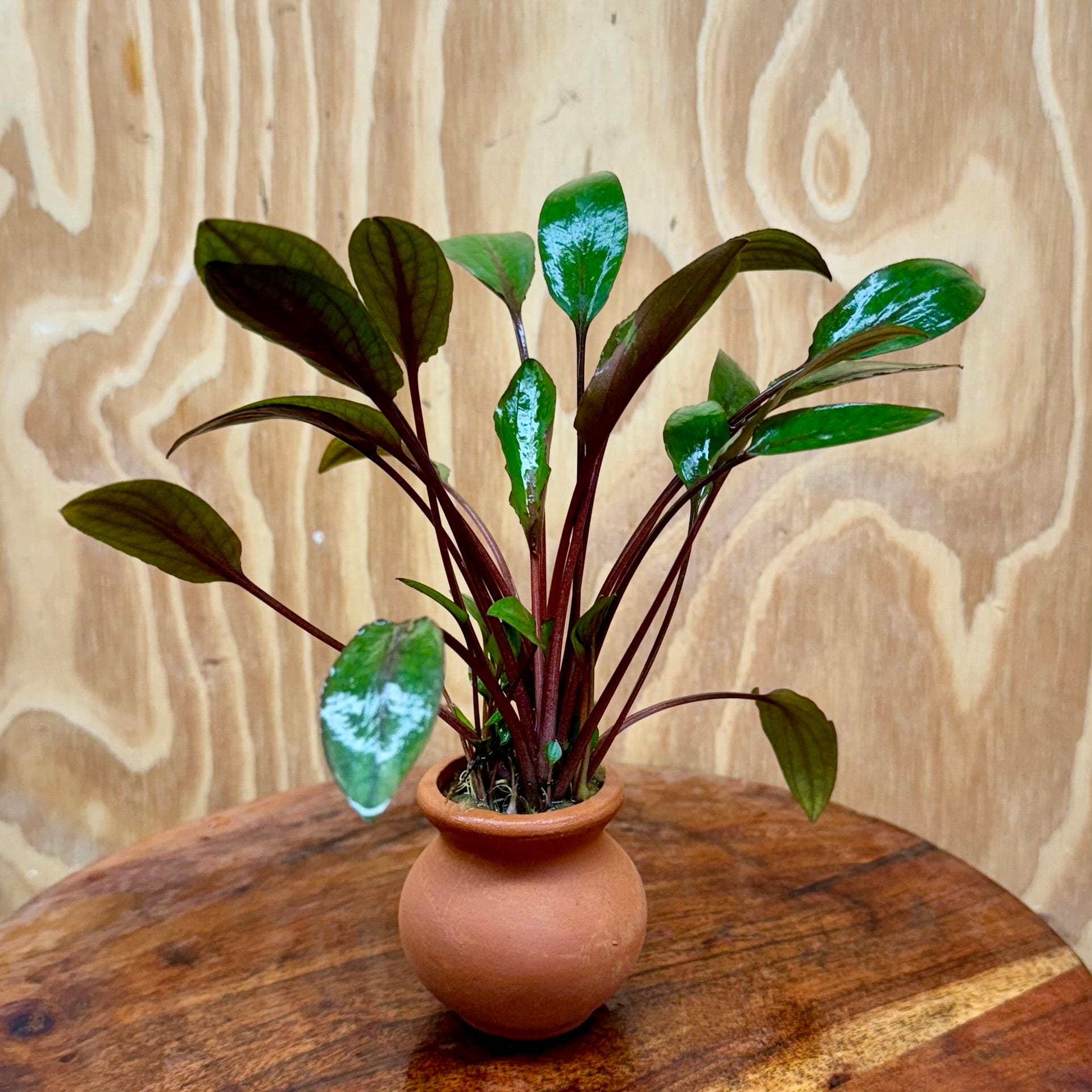 Scapeshop.com.au One Only Cryptocoryne Wendtii Brown Vase Urn - One only Cryptocoryne Wendtii Brown Vase Urn - One only