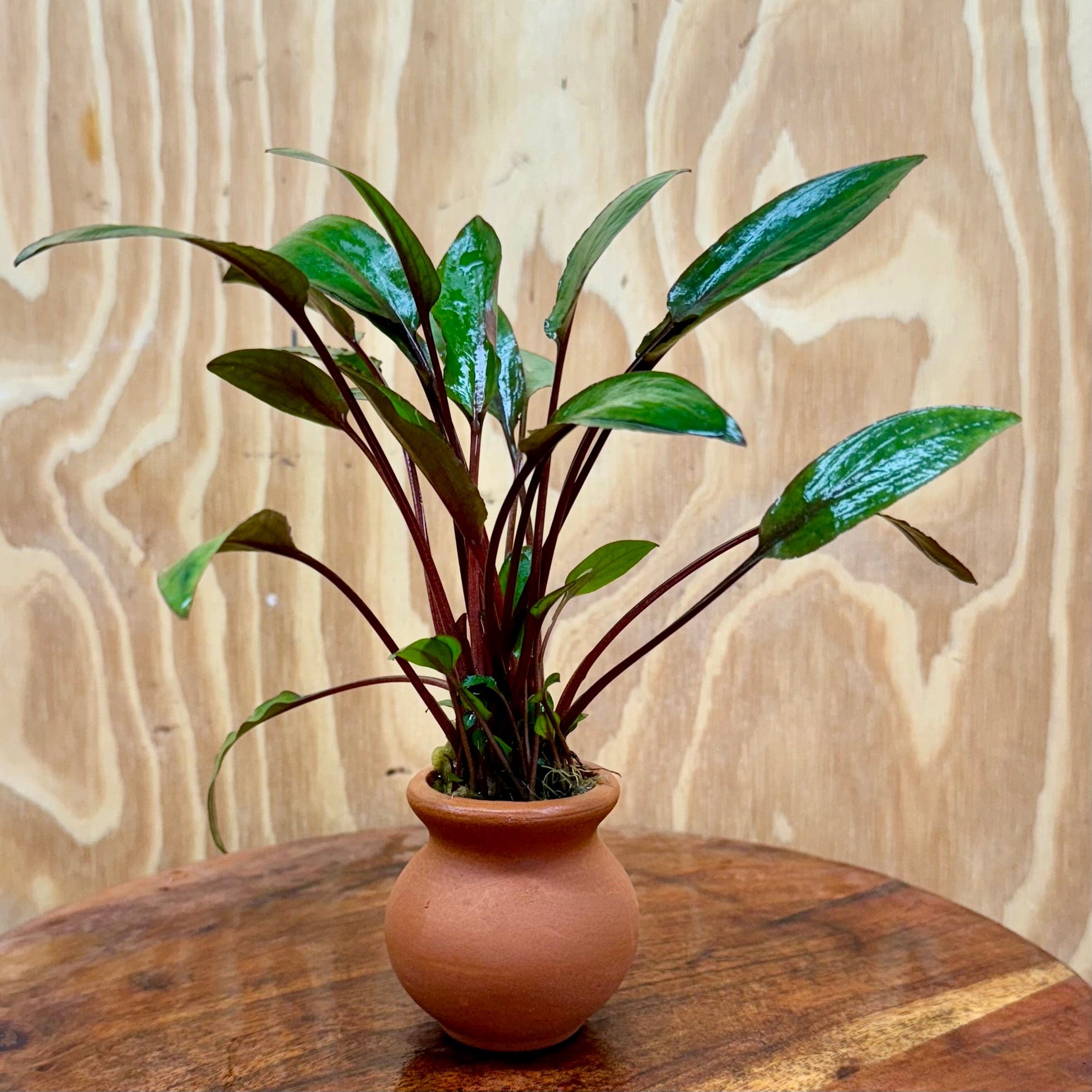 Scapeshop.com.au One Only Cryptocoryne Wendtii Brown Vase Urn - One only Cryptocoryne Wendtii Brown Vase Urn - One only