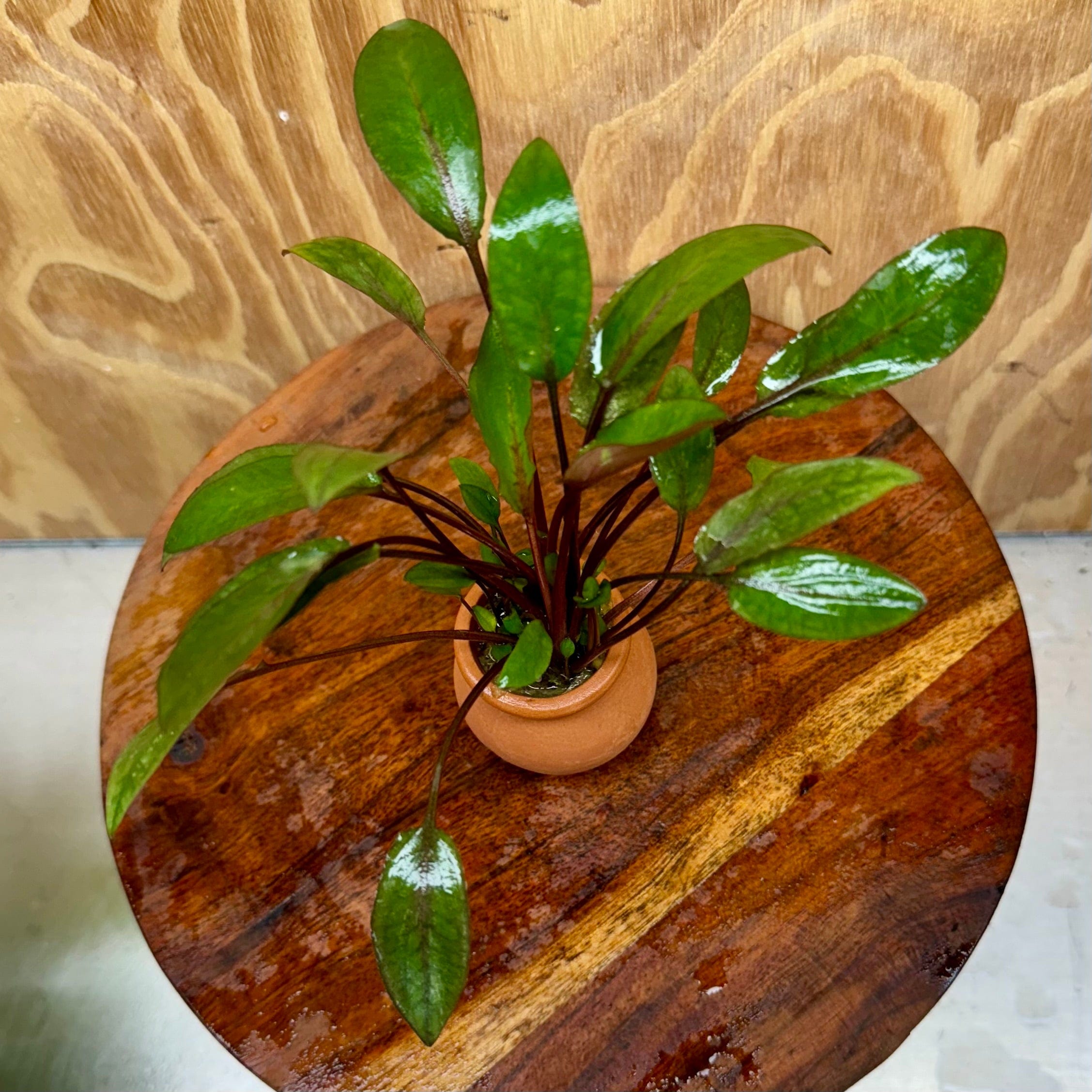 Scapeshop.com.au One Only Cryptocoryne Wendtii Brown Vase Urn - One only Cryptocoryne Wendtii Brown Vase Urn - One only