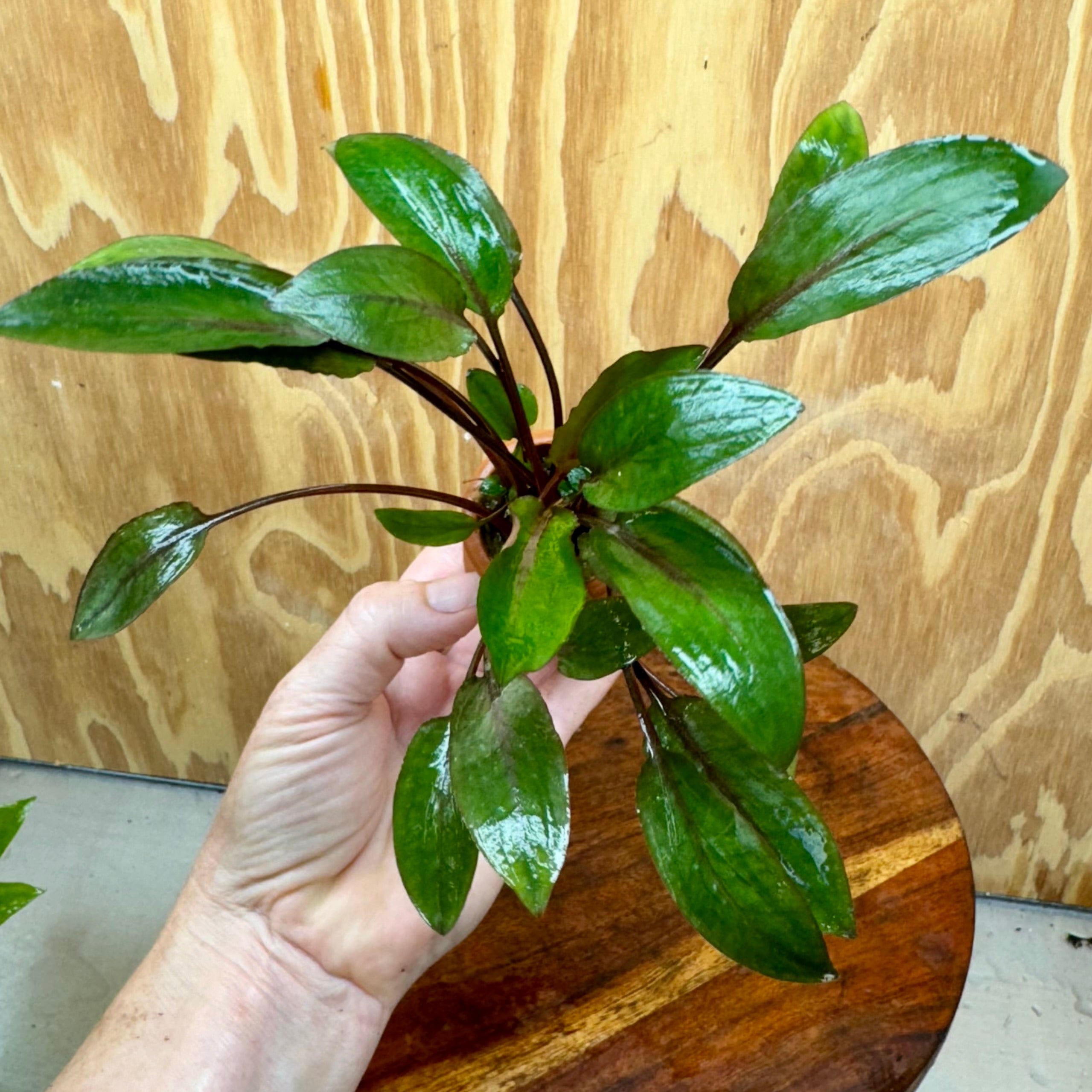 Scapeshop.com.au One Only Cryptocoryne Wendtii Brown Vase Urn - One only Cryptocoryne Wendtii Brown Vase Urn - One only