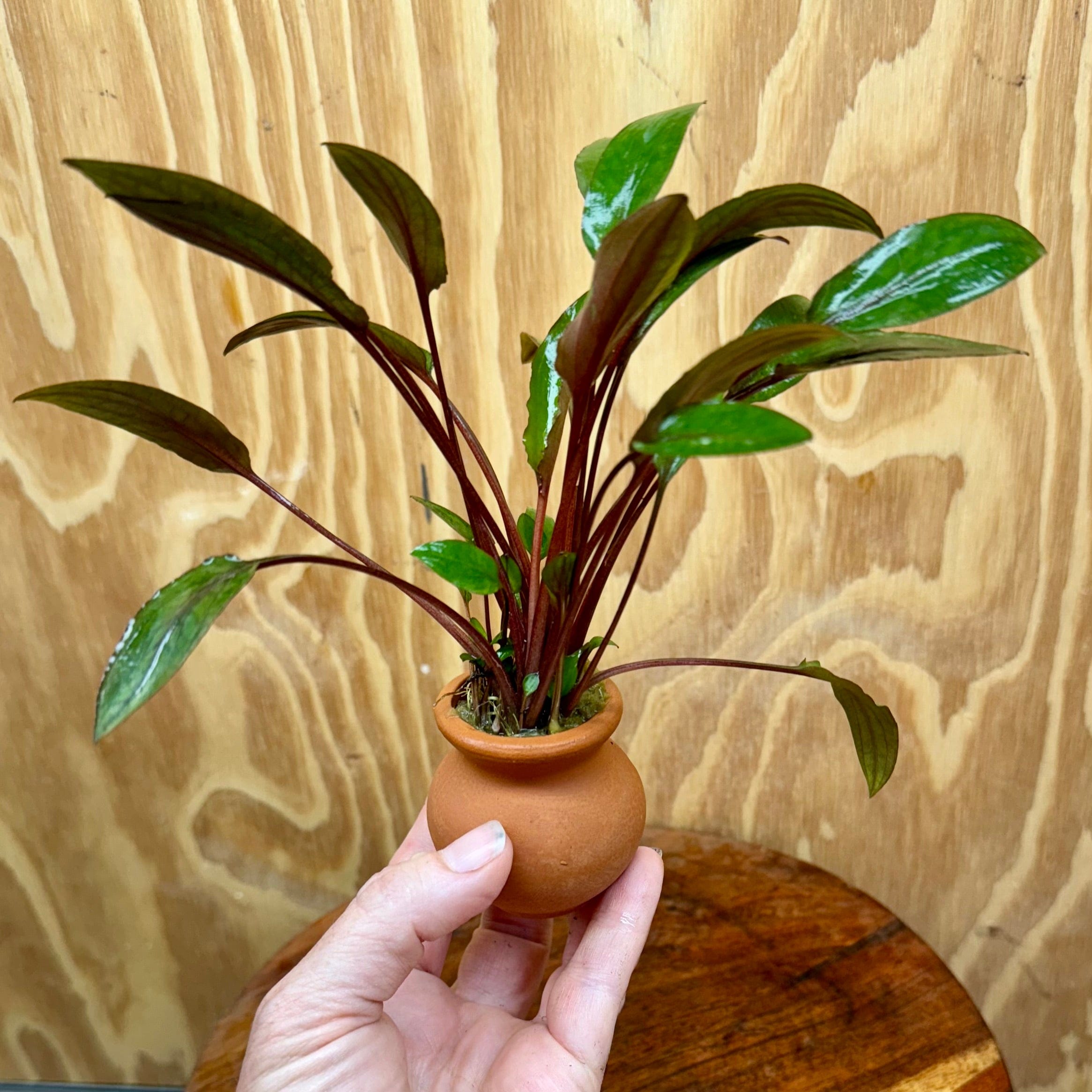 Scapeshop.com.au One Only Cryptocoryne Wendtii Brown Vase Urn - One only Cryptocoryne Wendtii Brown Vase Urn - One only