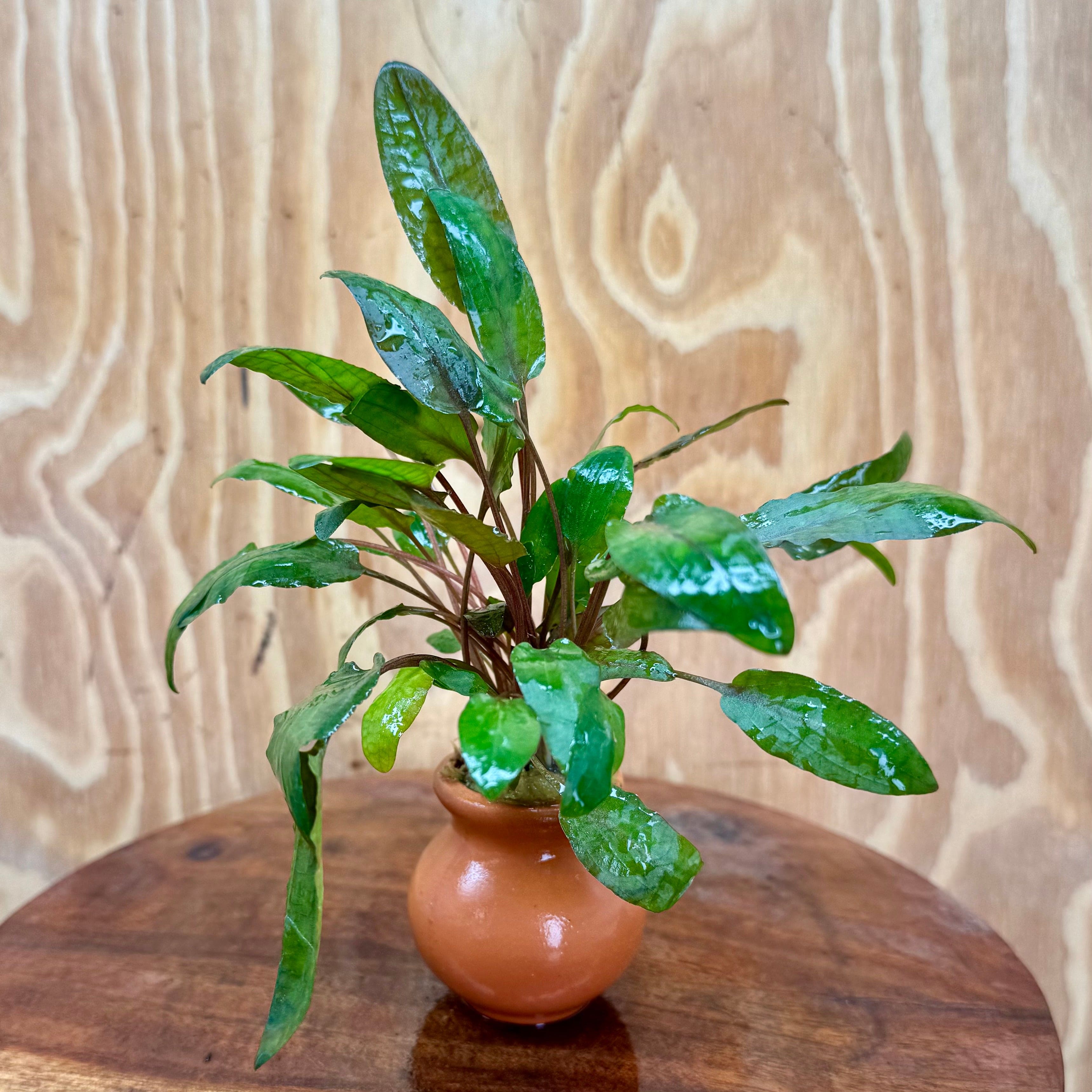 Scapeshop.com.au One Only Cryptocoryne Wendtii Tropica Vase Urn - One only Cryptocoryne Wendtii Tropica Vase Urn - One only