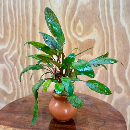 Scapeshop.com.au One Only Cryptocoryne Wendtii Tropica Vase Urn - One only Cryptocoryne Wendtii Tropica Vase Urn - One only