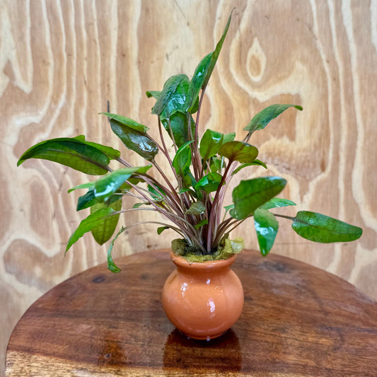 Scapeshop.com.au One Only Cryptocoryne Wendtii Tropica Vase Urn - One only Cryptocoryne Wendtii Tropica Vase Urn - One only