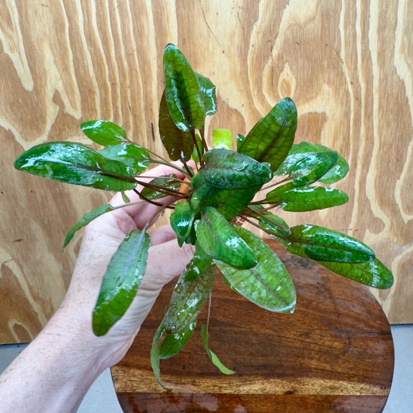 Scapeshop.com.au One Only Cryptocoryne Wendtii Tropica Vase Urn - One only Cryptocoryne Wendtii Tropica Vase Urn - One only