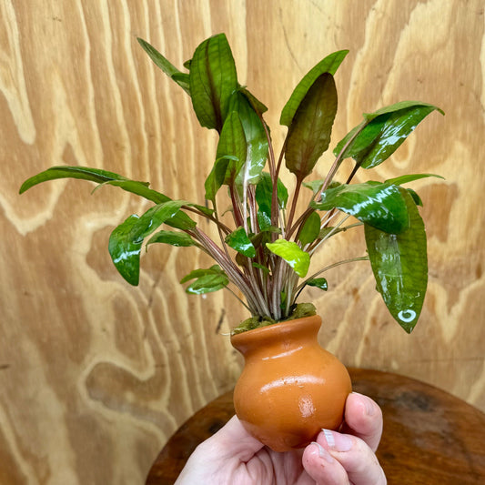 Scapeshop.com.au One Only Cryptocoryne Wendtii Tropica Vase Urn - One only Cryptocoryne Wendtii Tropica Vase Urn - One only