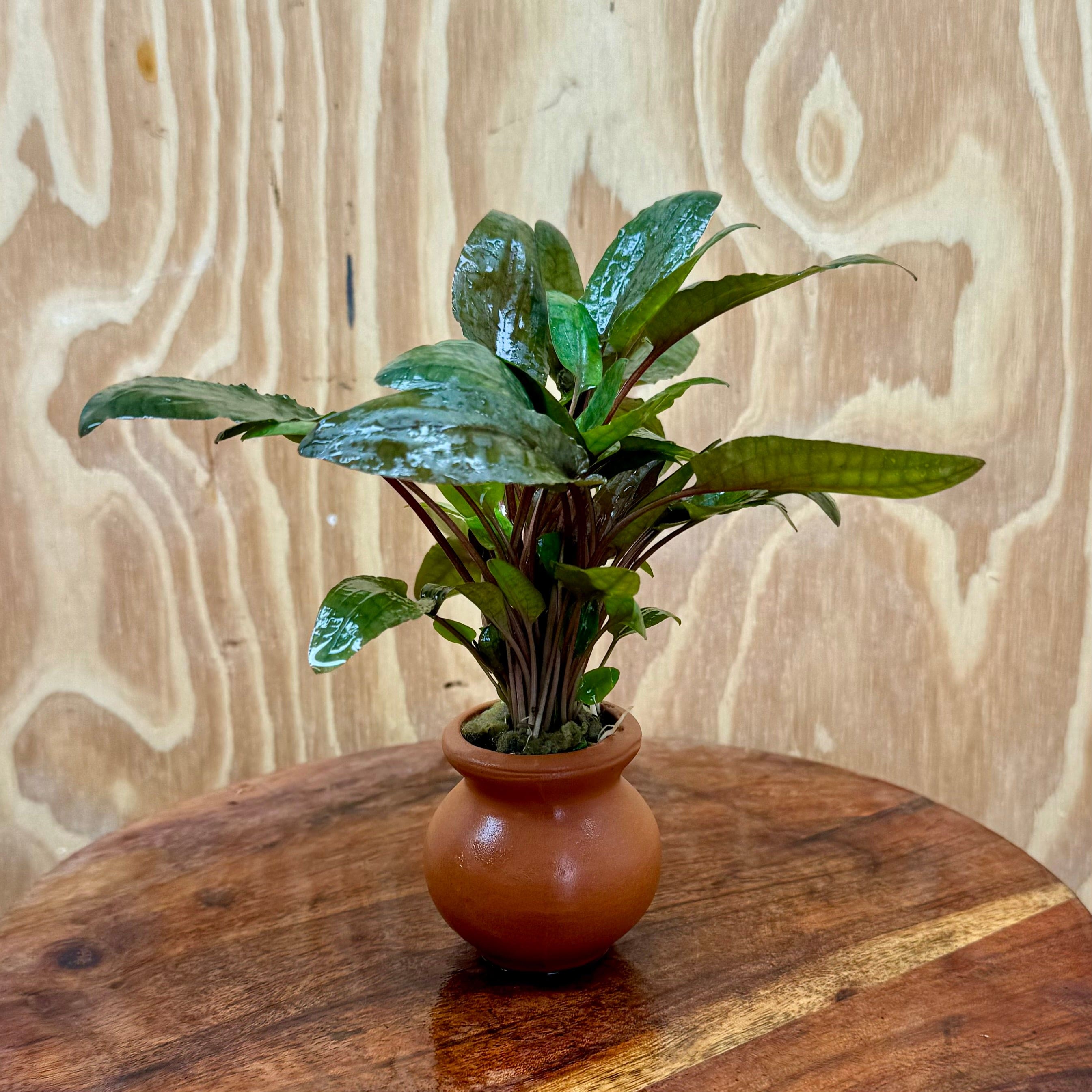 Scapeshop.com.au One Only Cryptocoryne Wendtii Tropica Vase Urn - One only Cryptocoryne Wendtii Tropica Vase Urn - One only