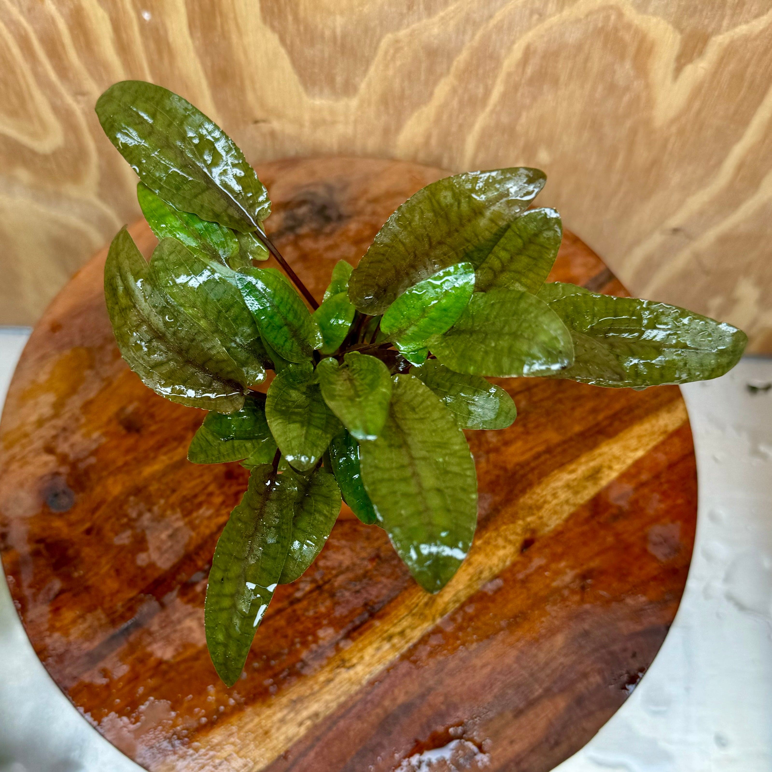 Scapeshop.com.au One Only Cryptocoryne Wendtii Tropica Vase Urn - One only Cryptocoryne Wendtii Tropica Vase Urn - One only