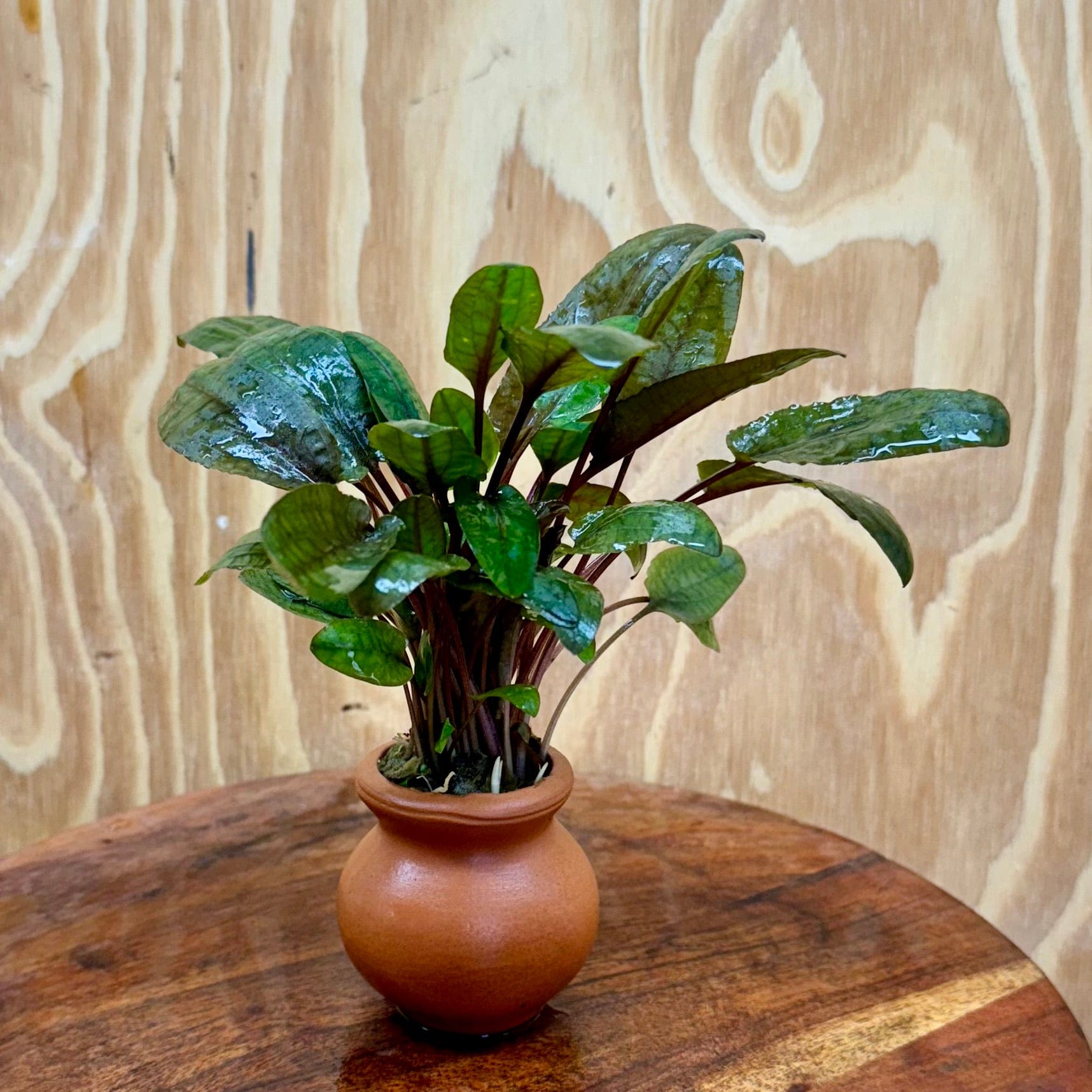 Scapeshop.com.au One Only Cryptocoryne Wendtii Tropica Vase Urn - One only Cryptocoryne Wendtii Tropica Vase Urn - One only