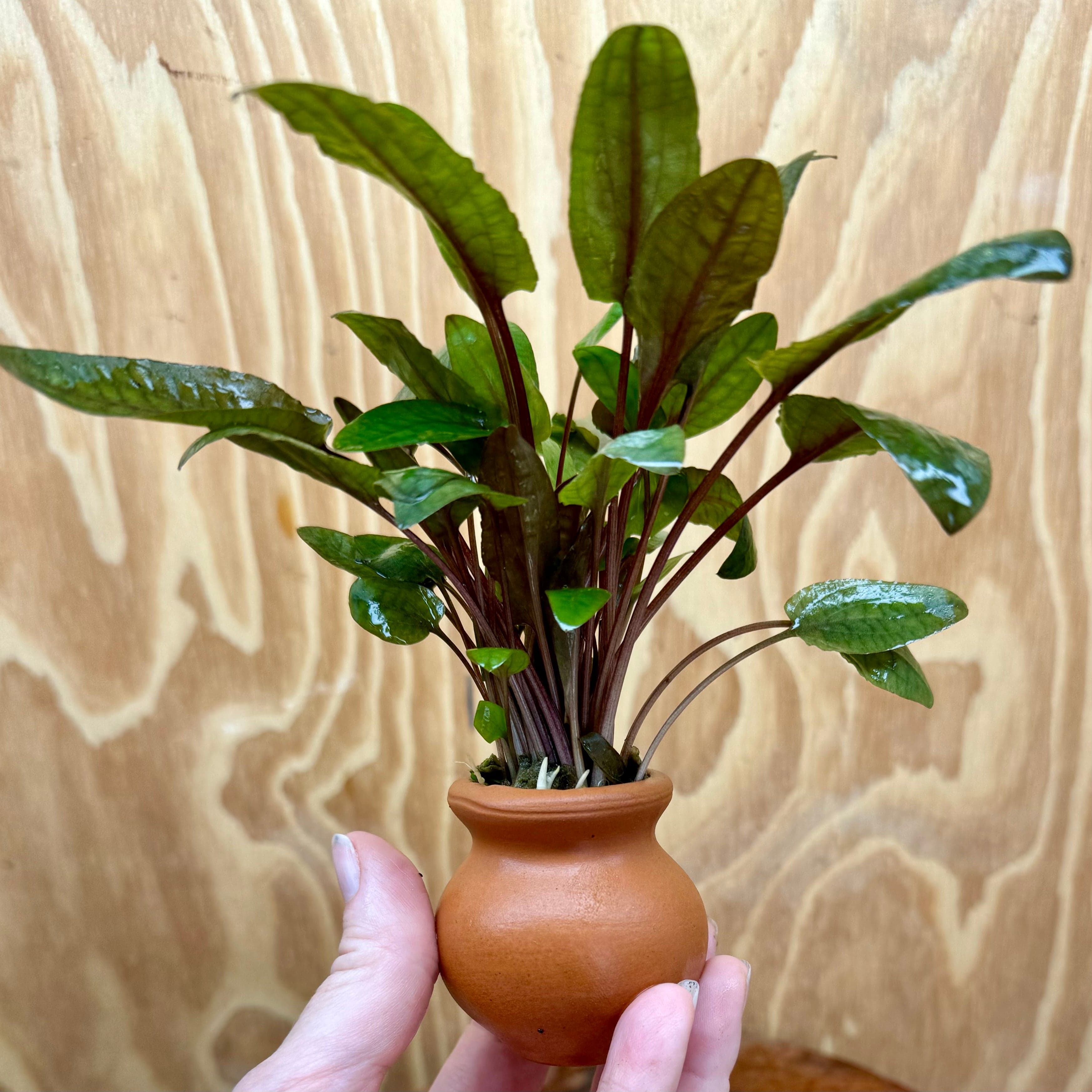 Scapeshop.com.au One Only Cryptocoryne Wendtii Tropica Vase Urn - One only Cryptocoryne Wendtii Tropica Vase Urn - One only