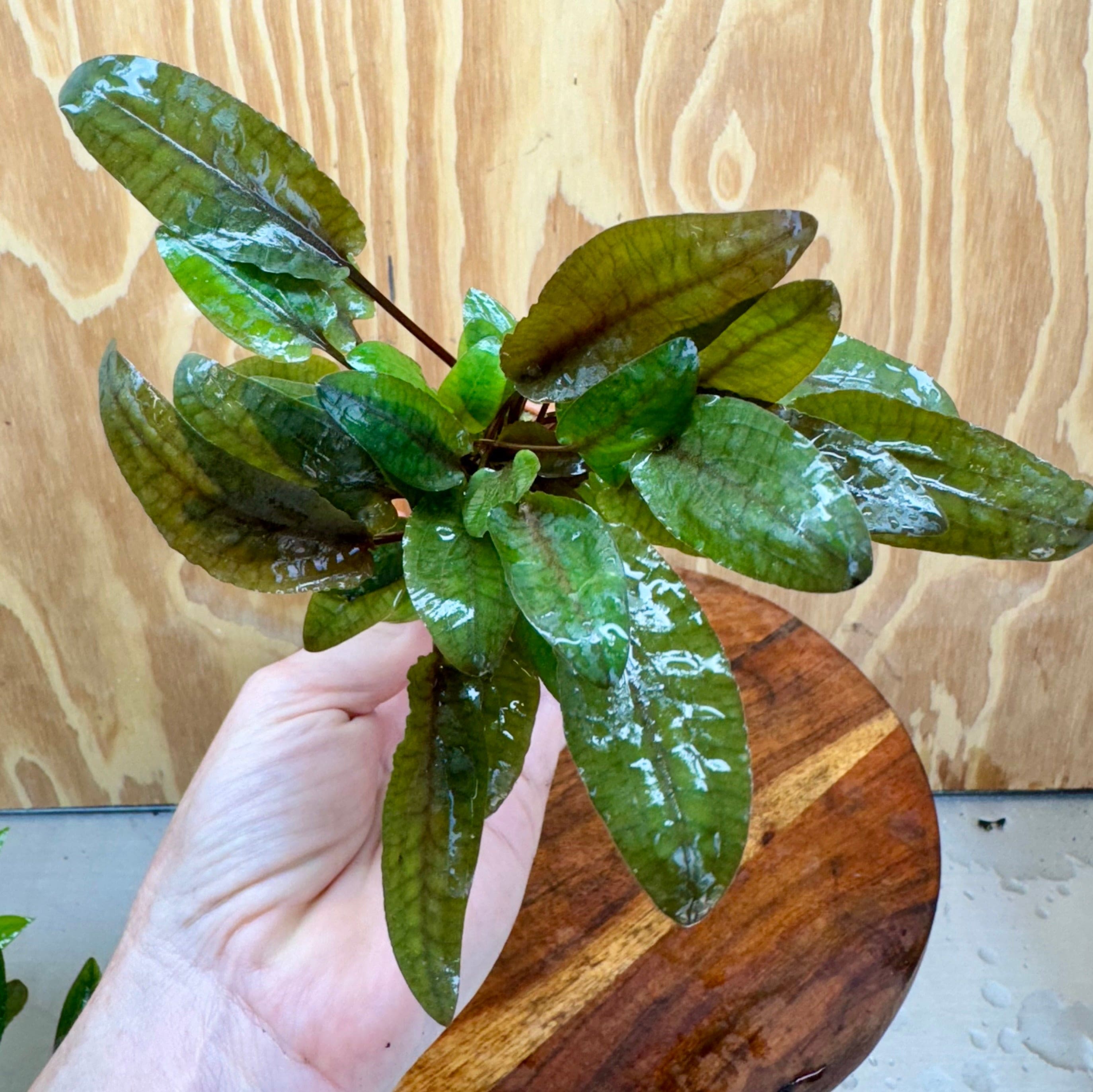 Scapeshop.com.au One Only Cryptocoryne Wendtii Tropica Vase Urn - One only Cryptocoryne Wendtii Tropica Vase Urn - One only