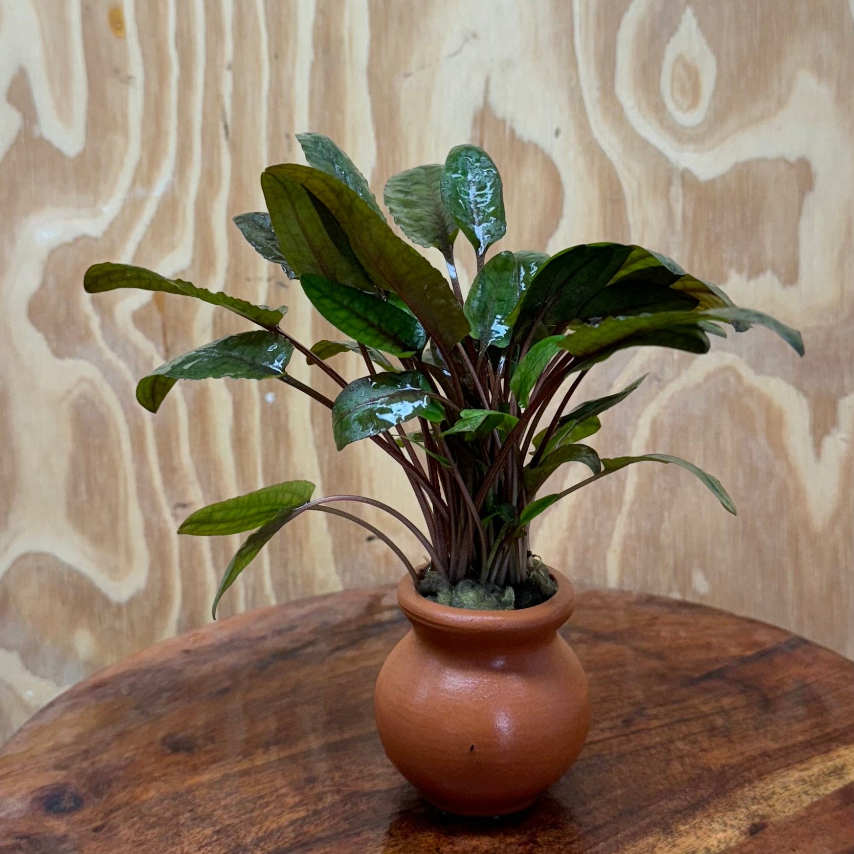 Scapeshop.com.au One Only Cryptocoryne Wendtii Tropica Vase Urn - One only Cryptocoryne Wendtii Tropica Vase Urn - One only