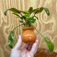 Scapeshop.com.au One Only Cryptocoryne Wendtii Tropica Vase Urn - One only B Cryptocoryne Wendtii Tropica Vase Urn - One only B