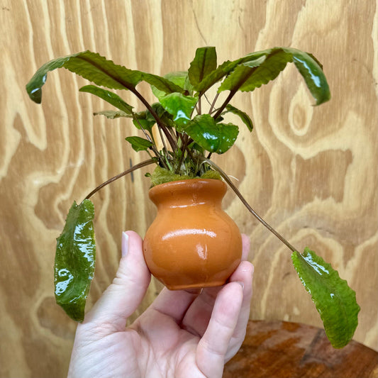 Scapeshop.com.au One Only Cryptocoryne Wendtii Tropica Vase Urn - One only B Cryptocoryne Wendtii Tropica Vase Urn - One only B