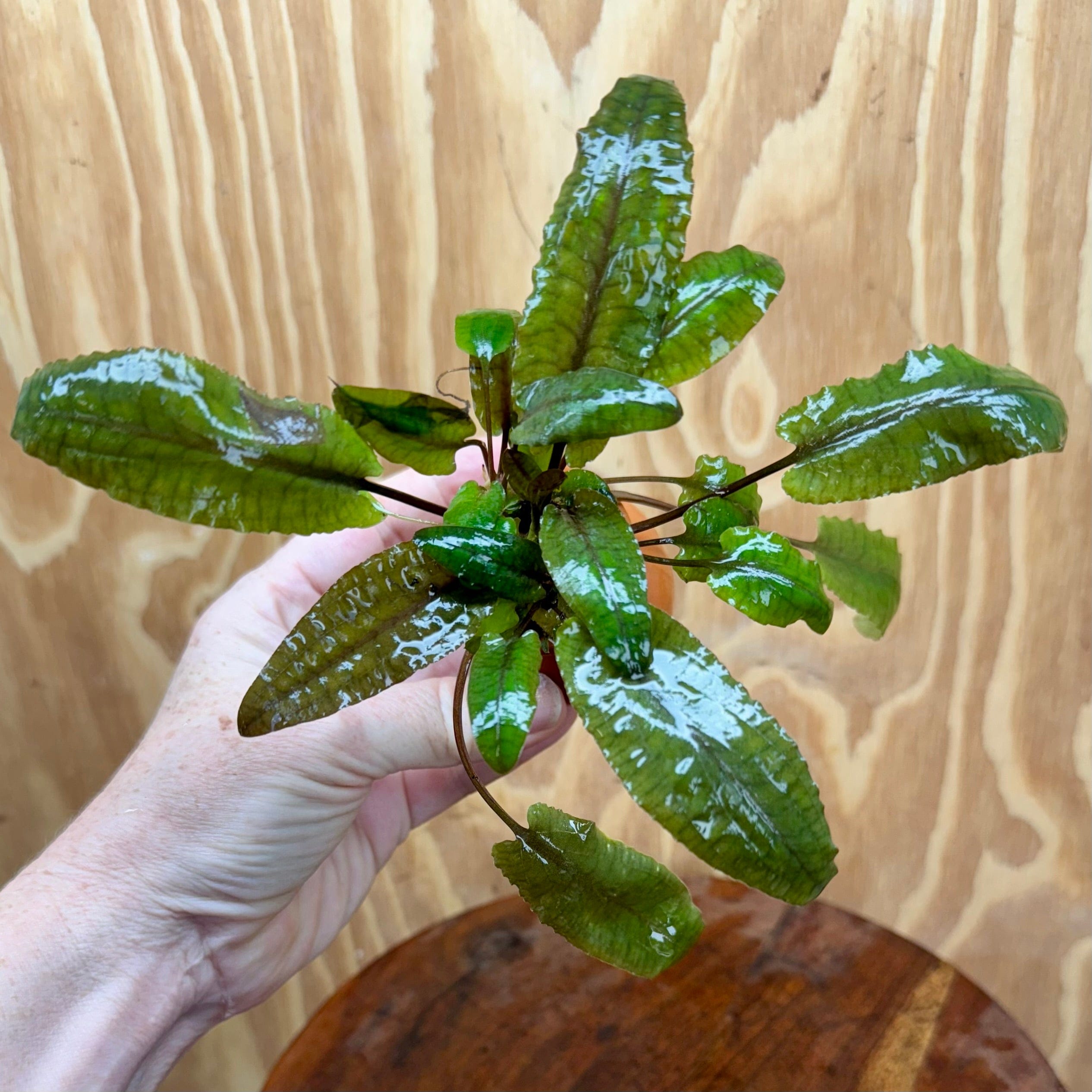Scapeshop.com.au One Only Cryptocoryne Wendtii Tropica Vase Urn - One only B Cryptocoryne Wendtii Tropica Vase Urn - One only B