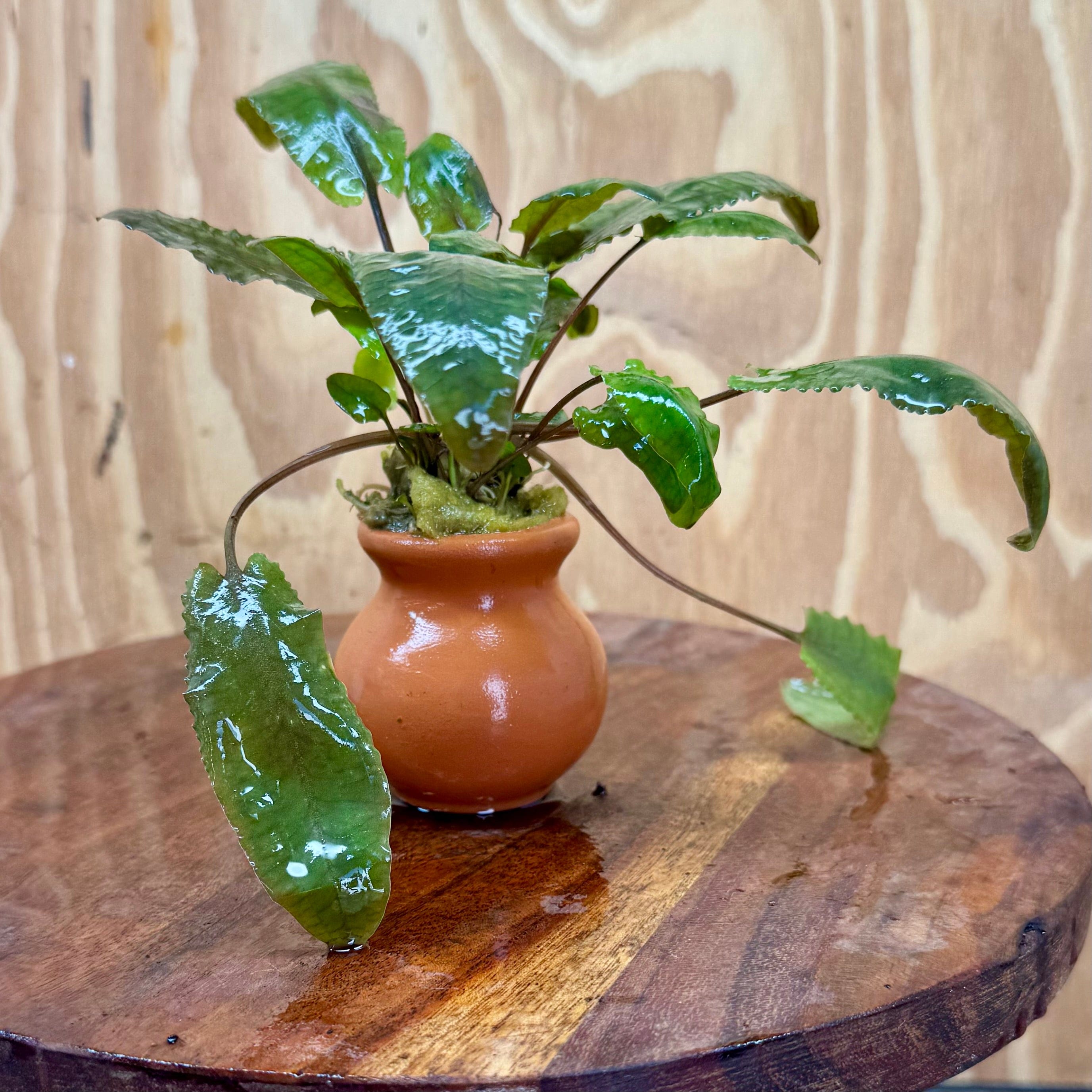 Scapeshop.com.au One Only Cryptocoryne Wendtii Tropica Vase Urn - One only B Cryptocoryne Wendtii Tropica Vase Urn - One only B
