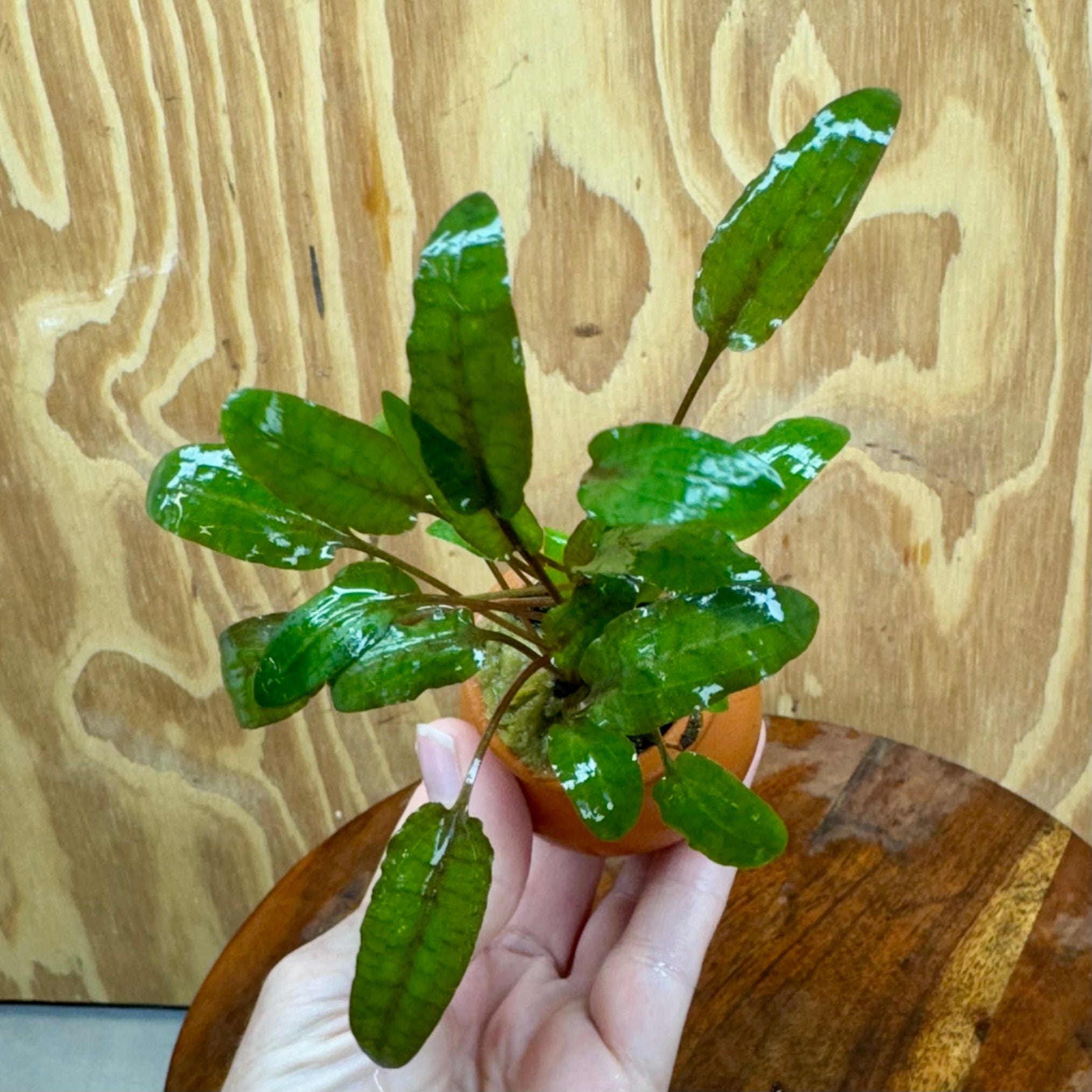 Scapeshop.com.au One Only Cryptocoryne Wendtii Tropica Vase Urn - One only C Cryptocoryne Wendtii Tropica Vase Urn - One only C