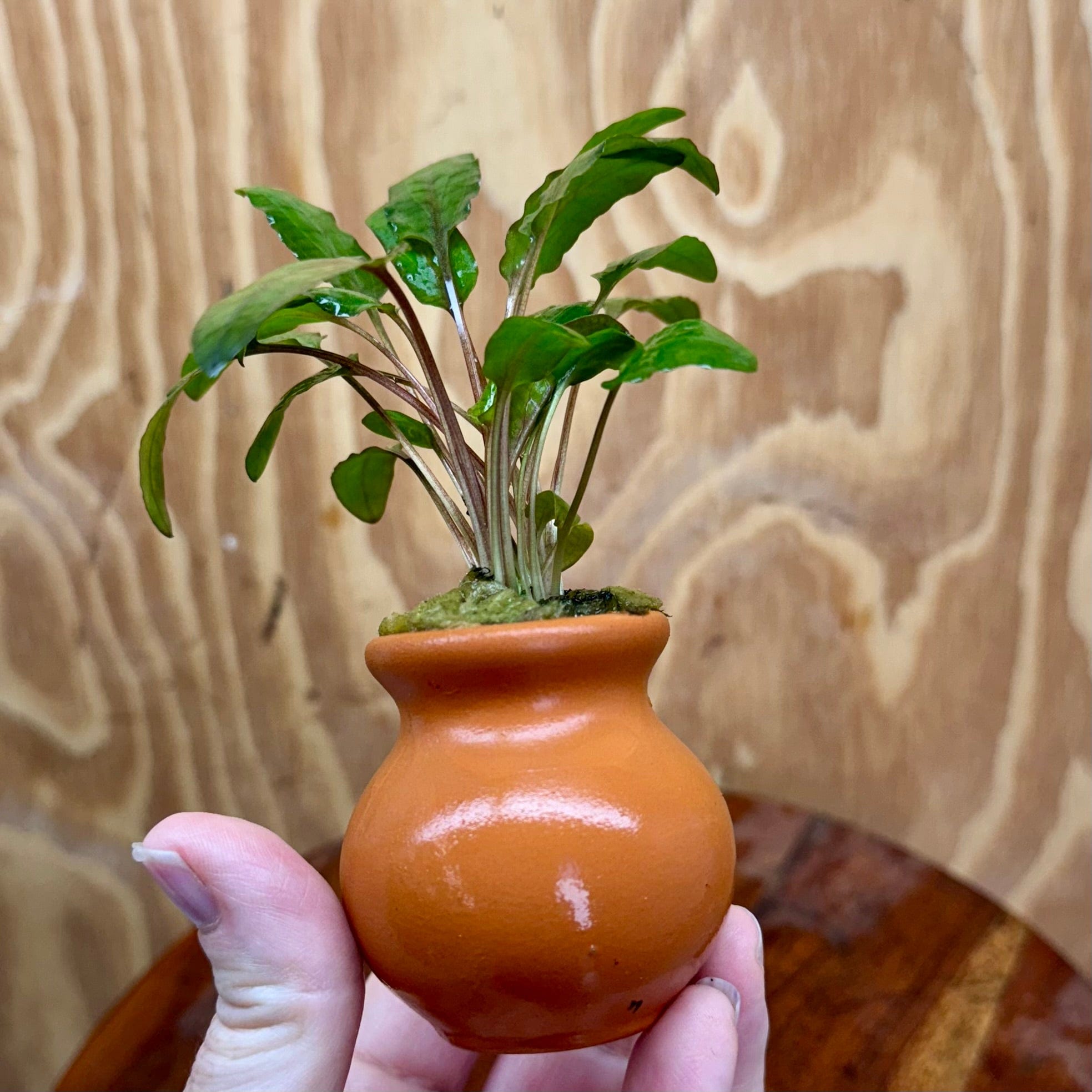 Scapeshop.com.au One Only Cryptocoryne Wendtii Tropica Vase Urn - One only C Cryptocoryne Wendtii Tropica Vase Urn - One only C