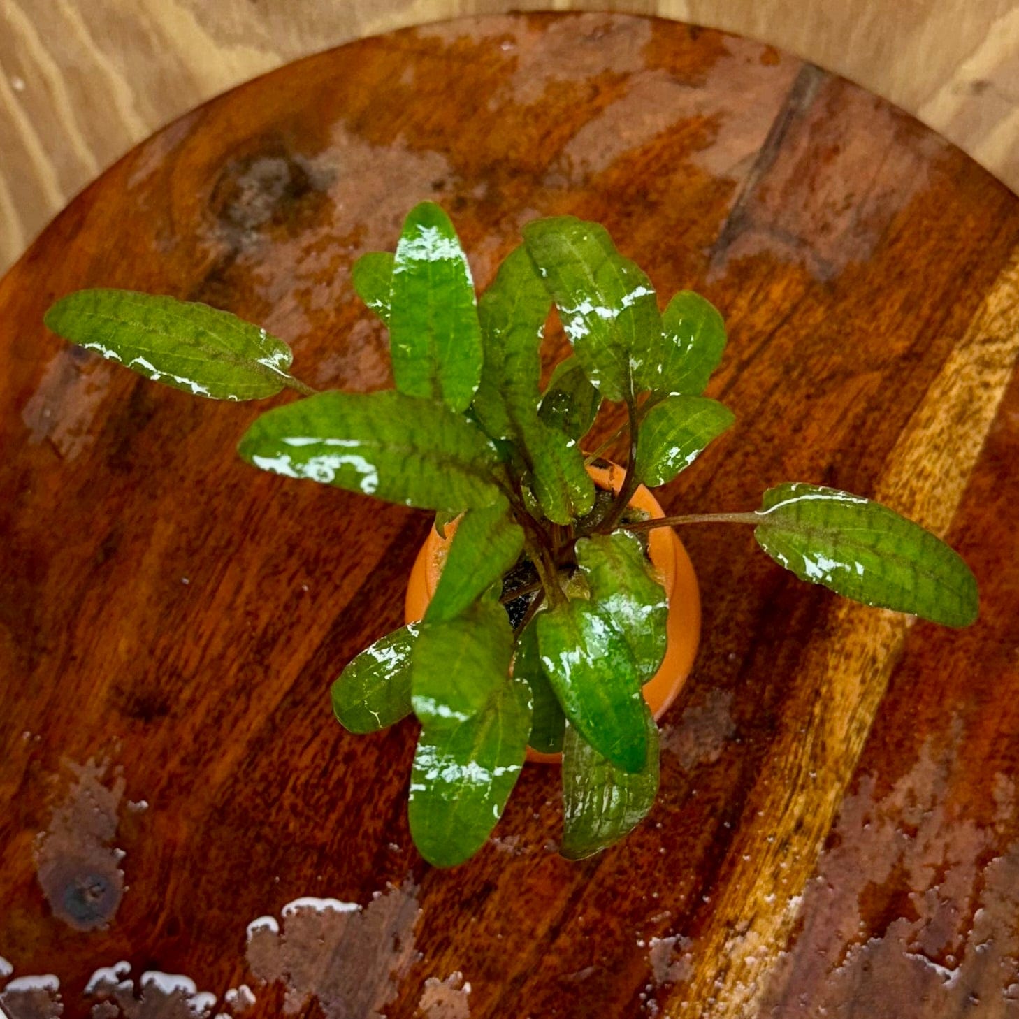 Scapeshop.com.au One Only Cryptocoryne Wendtii Tropica Vase Urn - One only C Cryptocoryne Wendtii Tropica Vase Urn - One only C