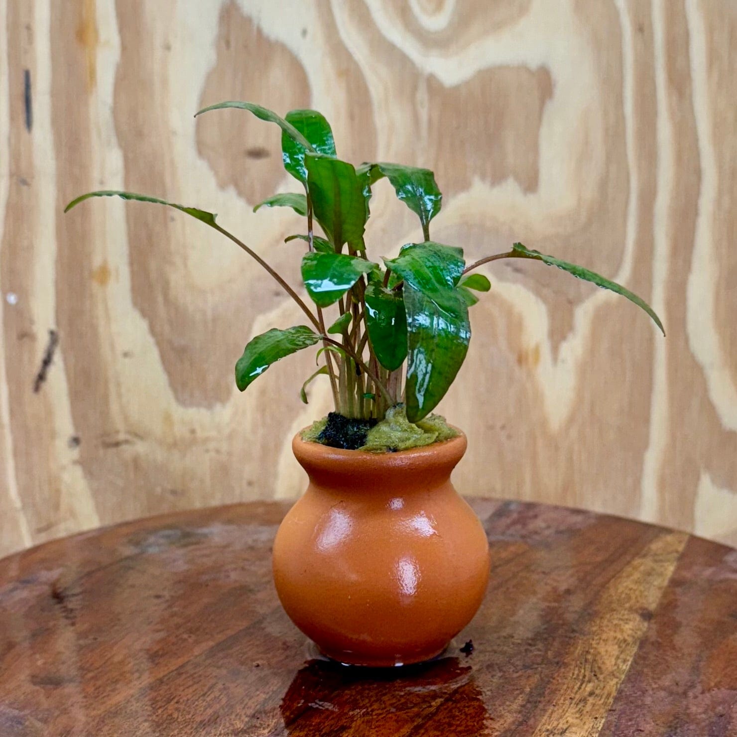 Scapeshop.com.au One Only Cryptocoryne Wendtii Tropica Vase Urn - One only C Cryptocoryne Wendtii Tropica Vase Urn - One only C