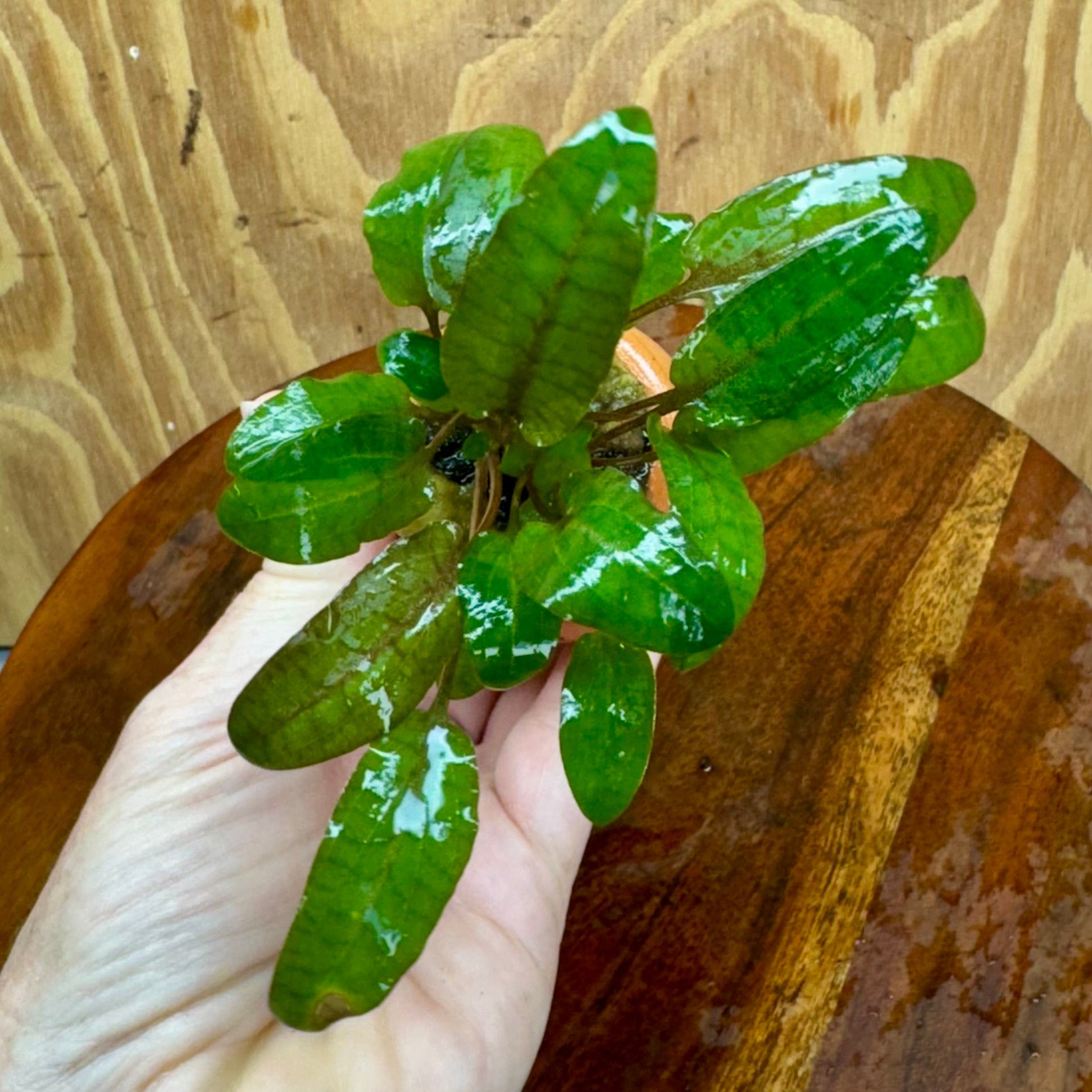 Scapeshop.com.au One Only Cryptocoryne Wendtii Tropica Vase Urn - One only D Cryptocoryne Wendtii Tropica Vase Urn - One only D