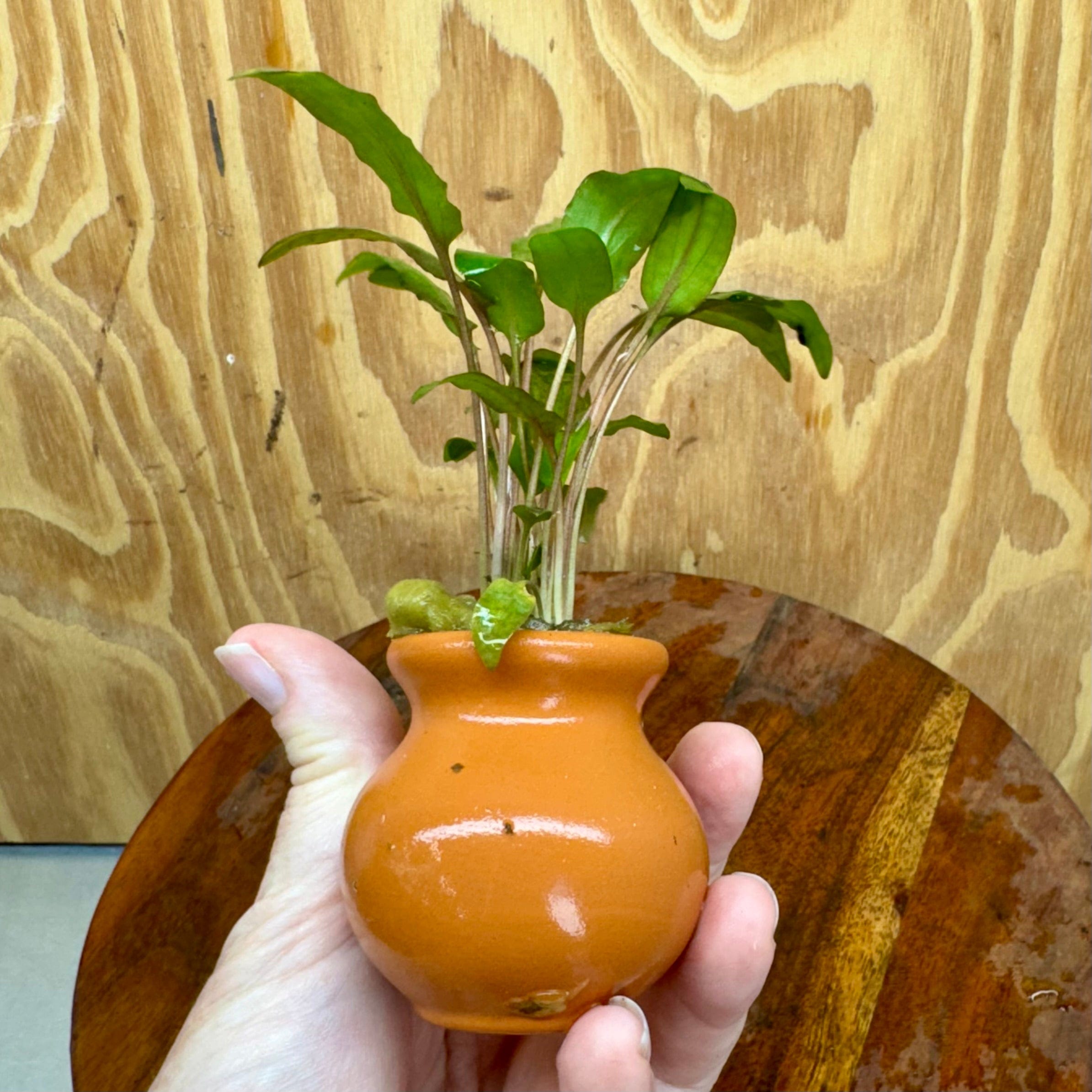 Scapeshop.com.au One Only Cryptocoryne Wendtii Tropica Vase Urn - One only D Cryptocoryne Wendtii Tropica Vase Urn - One only D