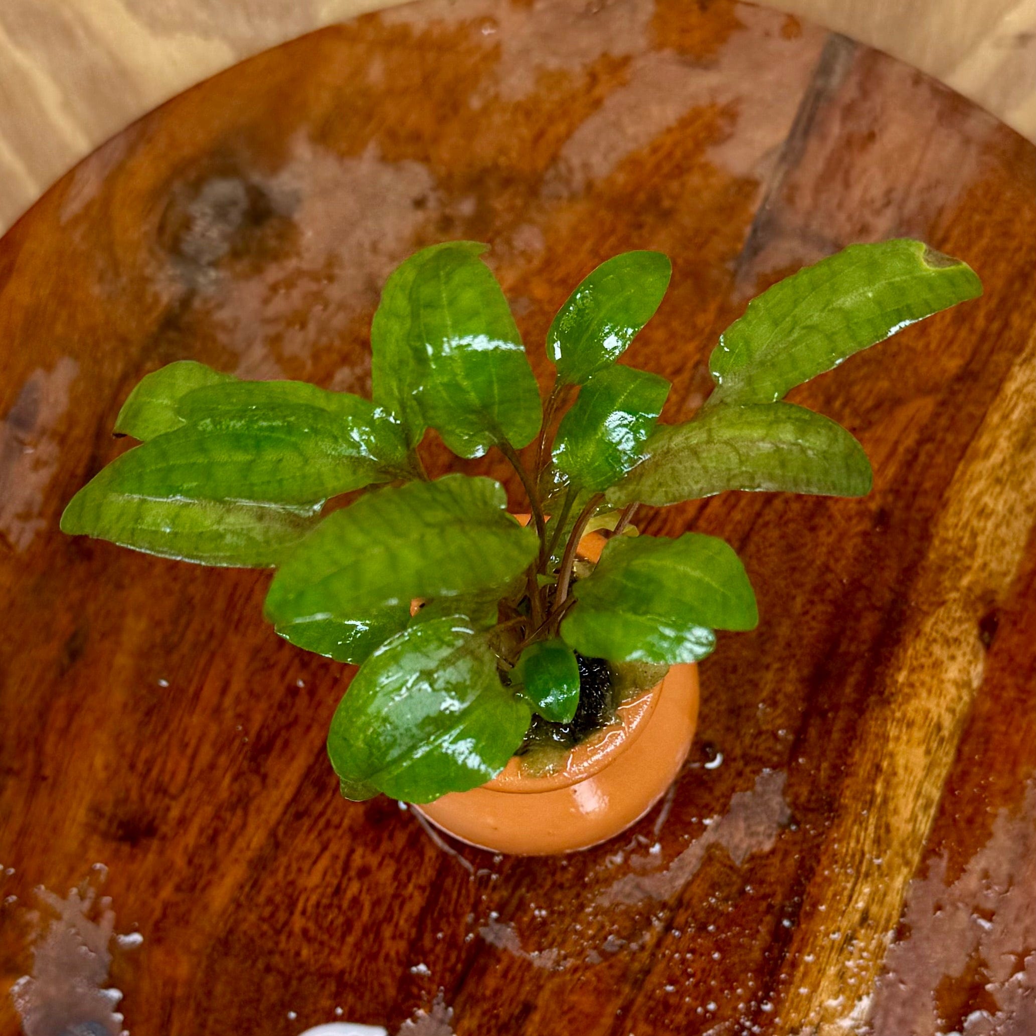 Scapeshop.com.au One Only Cryptocoryne Wendtii Tropica Vase Urn - One only D Cryptocoryne Wendtii Tropica Vase Urn - One only D