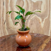 Scapeshop.com.au One Only Cryptocoryne Wendtii Tropica Vase Urn - One only D Cryptocoryne Wendtii Tropica Vase Urn - One only D
