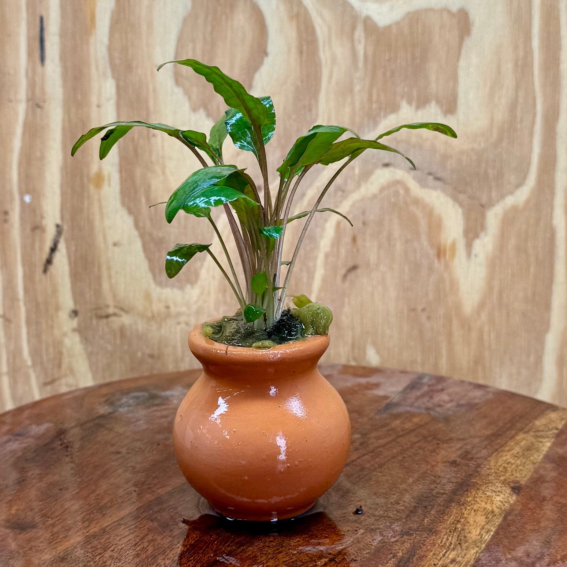Scapeshop.com.au One Only Cryptocoryne Wendtii Tropica Vase Urn - One only D Cryptocoryne Wendtii Tropica Vase Urn - One only D