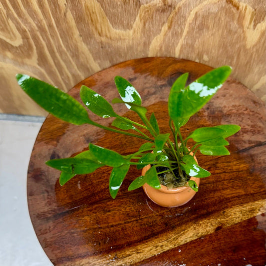 Scapeshop.com.au One Only Cryptocoryne Willisii Vase Urn - One only A Cryptocoryne Willisii Vase Urn - One only A