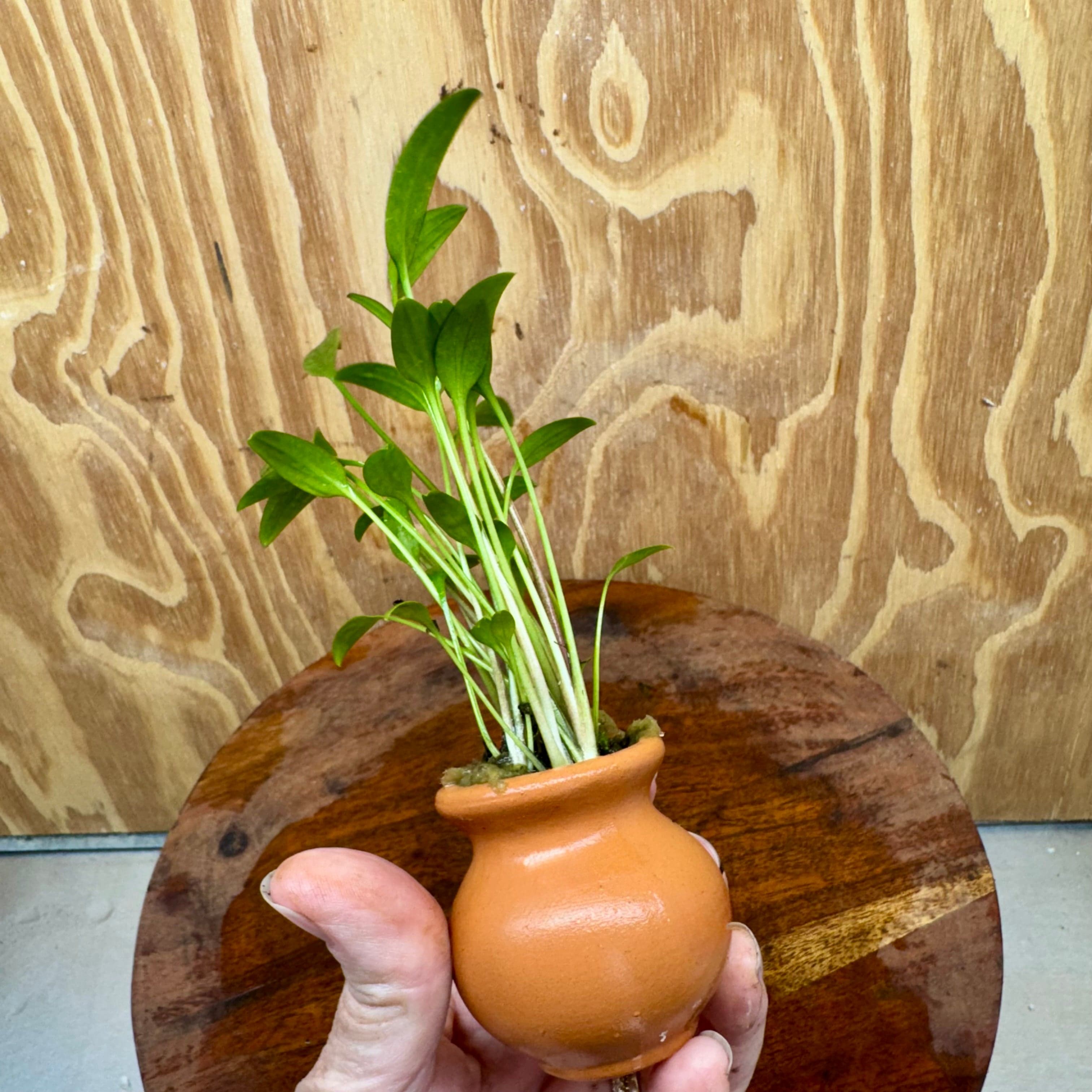 Scapeshop.com.au One Only Cryptocoryne Willisii Vase Urn - One only A Cryptocoryne Willisii Vase Urn - One only A