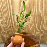 Scapeshop.com.au One Only Cryptocoryne Willisii Vase Urn - One only A Cryptocoryne Willisii Vase Urn - One only A