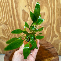 Scapeshop.com.au One Only Cryptocoryne Willisii Vase Urn - One only A Cryptocoryne Willisii Vase Urn - One only A